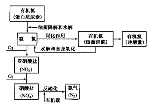 生物脫氮原理及工藝分析